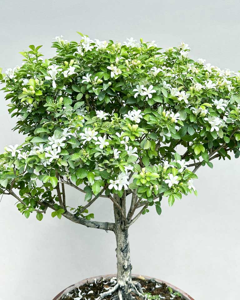 Murraya-Bonsai-Top