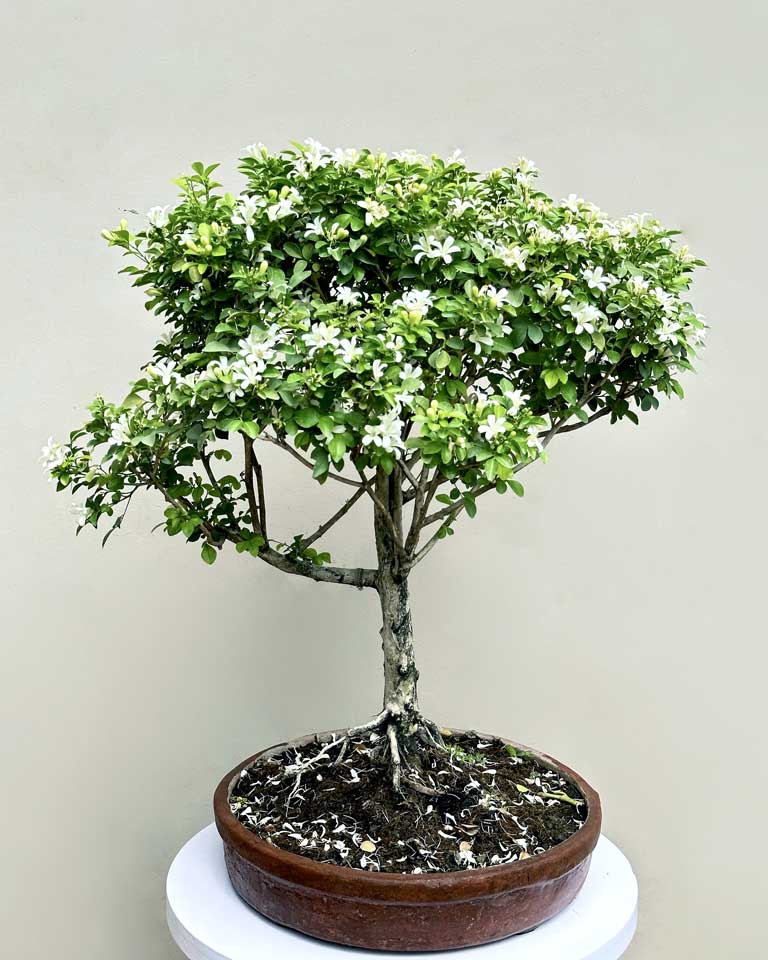 Murraya-Bonsai-sb