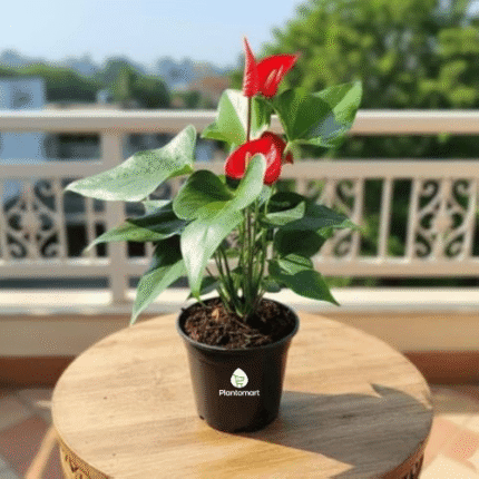 Anthurium in hyderabad