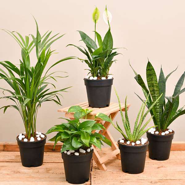 ae-combo-packs-plants-top-5-air-purifier-and-oxygen-enriching-plant-pack-16969387507852_600x600