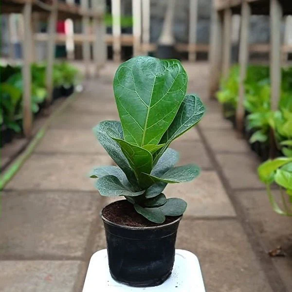 as-lyrata-bambino-dwarf-fiddle-leaf-fig-plant-in-4inch_10cm_-black-pot-429036_600x600