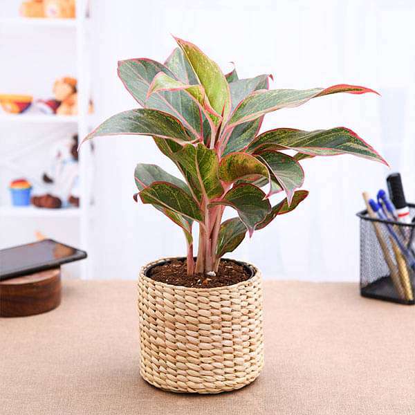 asa-gifts-aglaonema-with-attractive-kauna-grass-basket-16968577319052_600x600
