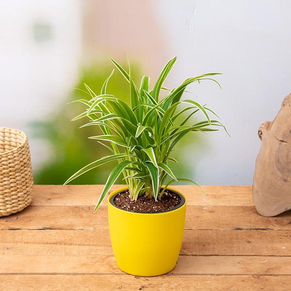 asas-g-chlorophytum-spider-plant-plant_6c3477e8-39ca-4d4b-b51a-1f9fb435ac17_600x600