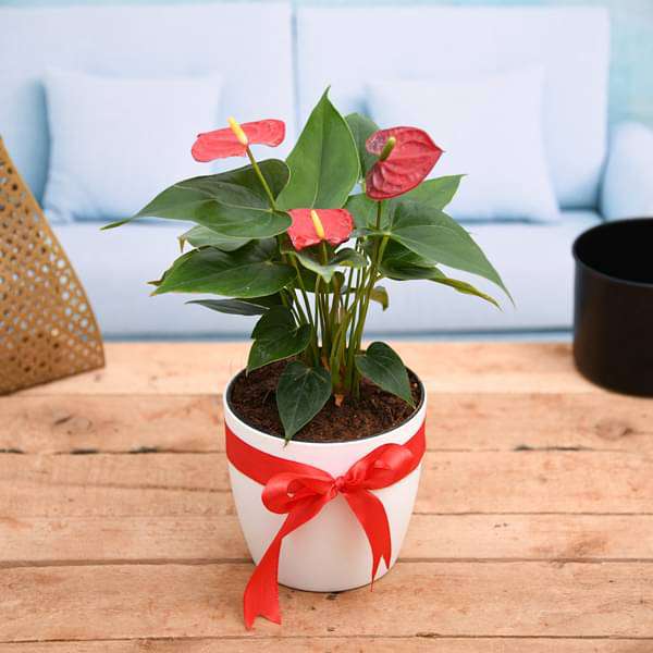 aserylive-gifts-symbol-of-endless-love-red-anthurium-gift-plant-16968608022668_600x600