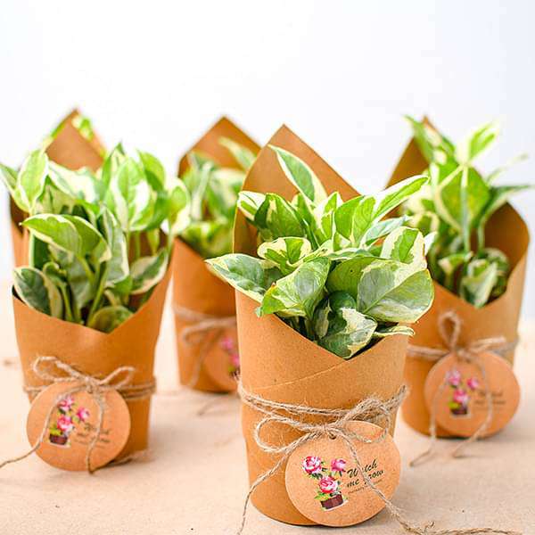 bbv-bulk-gifts-money-plant-marble-prince-in-paper-wrap-gift-pack-16969031843980_600x600