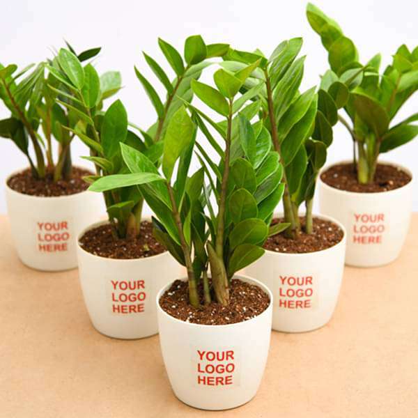 -bulk-gifts-zamioculcas-zamiifolia-zz-plant-gift-pack-16968796766348_600x600