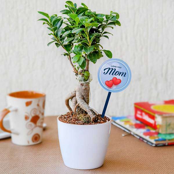 ccrylive-gifts-fantastic-ficus-bonsai-for-fabulous-mother-16968853979276_600x600