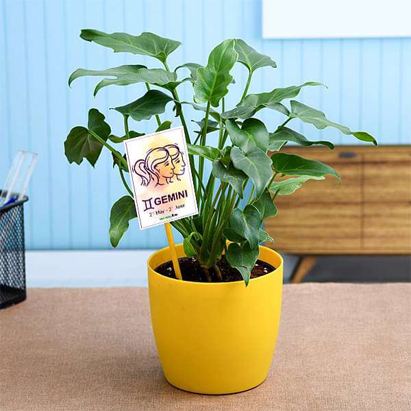 cvbne-gifts-philodendron-for-gemini-or-mithun-rashi-plant-16969186607244_600x600