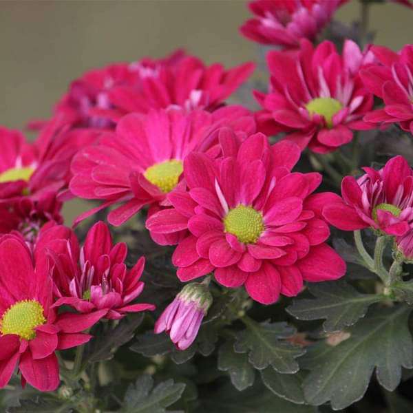 cvc-plants-shevanti-chrysanthemum-pink-plant-16969323249804_600x600