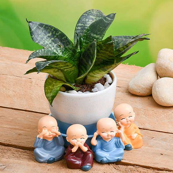 cvhve-gifts-wish-happiness-with-super-sansevieria-in-a-ceramic-pot-and-cute-monks-16969296707724_600x600