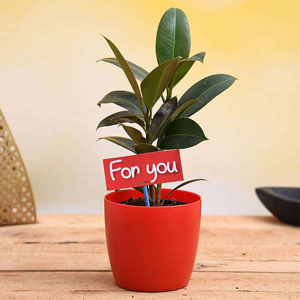 cvrylive-gifts-air-purifying-rubber-plant-for-you-gift-plant-16968581611660_600x600
