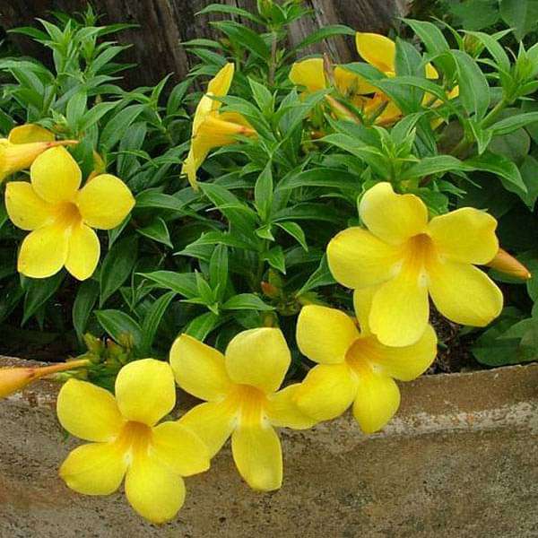 cxc-plants-bush-allamanda-allamanda-cathartica-yellow-plant-16968668676236_600x600