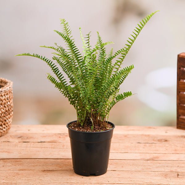 cxlive-g-plants-nephrolepis-exaltata-bosteniensis-boston-fern-plant-129726_600x600