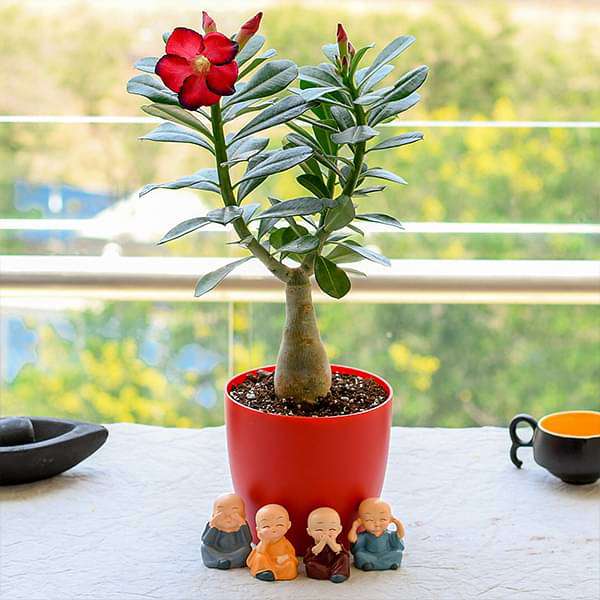 dcmlive-gifts-bonsai-looking-adenium-with-amazing-monks-for-special-occasions-16968648425612_600x600