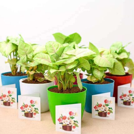 Syngonium Cream Allusion - Corporate Gift (set of 30)
