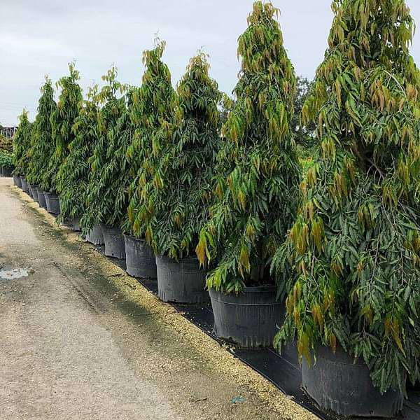 dddrb-plants-ashoka-tree-polyalthia-longifolia-plant-16968602943628_600x600