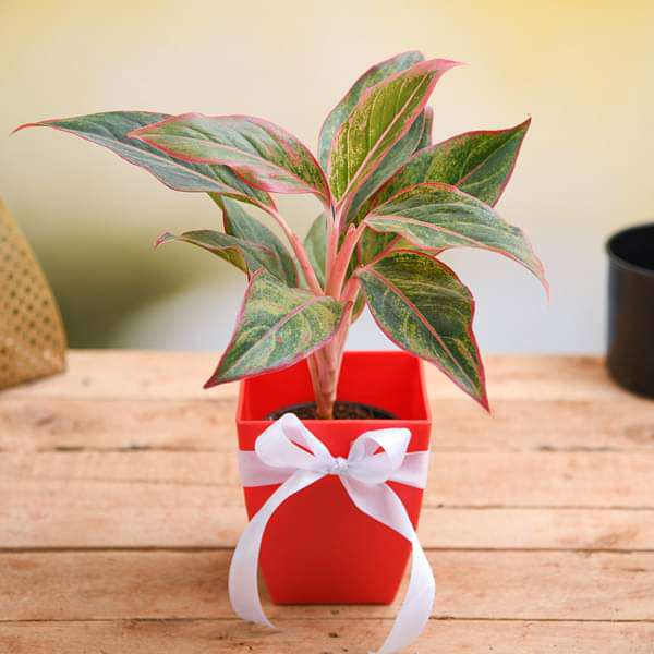 dew-gifts-celebrate-anniversary-with-aglaonema-plant-16968699576460_600x600