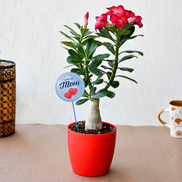 dewqve-attractive-adenium-bonsai-for-amazing-mother-194733_600x600