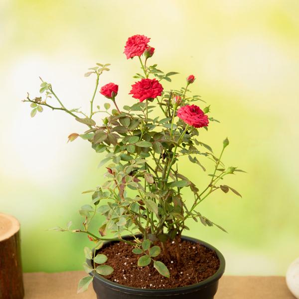dfylive-g-miniature-rose-button-rose-red-plant_600x600
