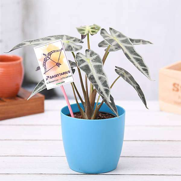 dreve-gifts-alocasia-for-sagittarius-or-dhanu-rashi-plant-16968584102028_600x600