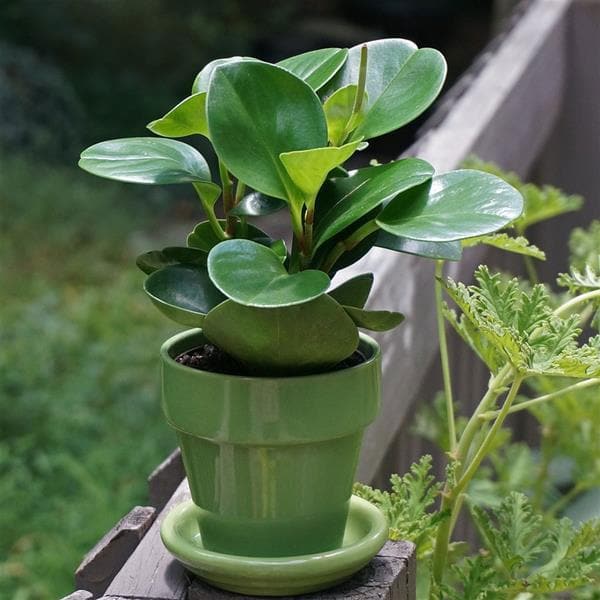dsd-peperomia-magnoliifolia-plant_600x600