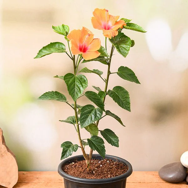 dsds-g-hibiscus-gudhal-flower-orange-color-plant-705397_600x600