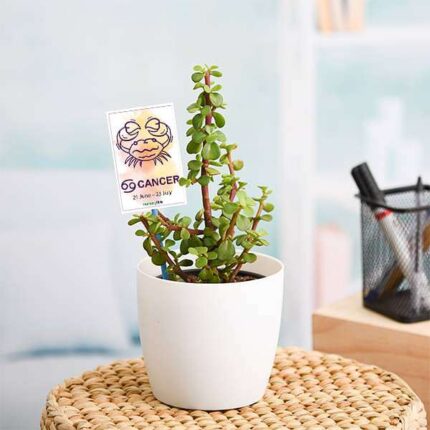 Jade Plant for Cancer or Kark Rashi - Plant