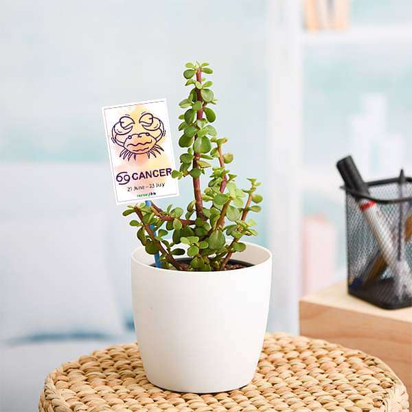 e-gifts-jade-plant-for-cancer-or-kark-rashi-plant-16968965783692_600x600