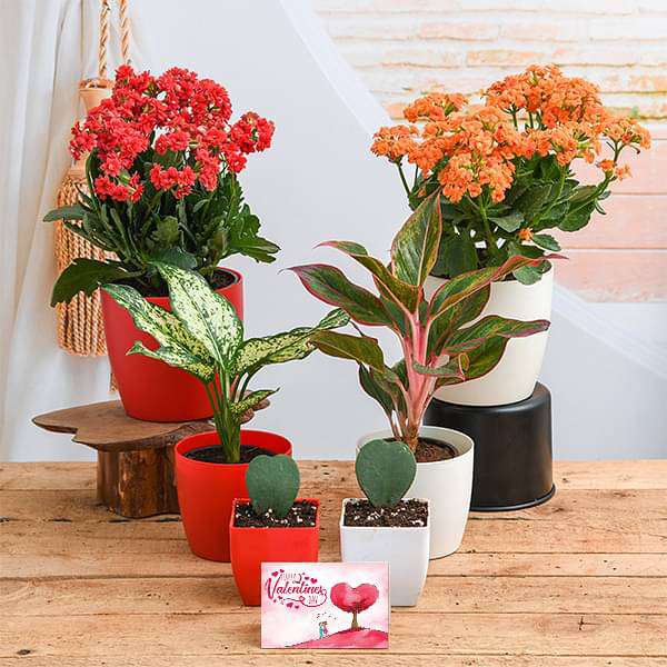 e-gifts-romantic-plants-garden-16969256272012_600x600