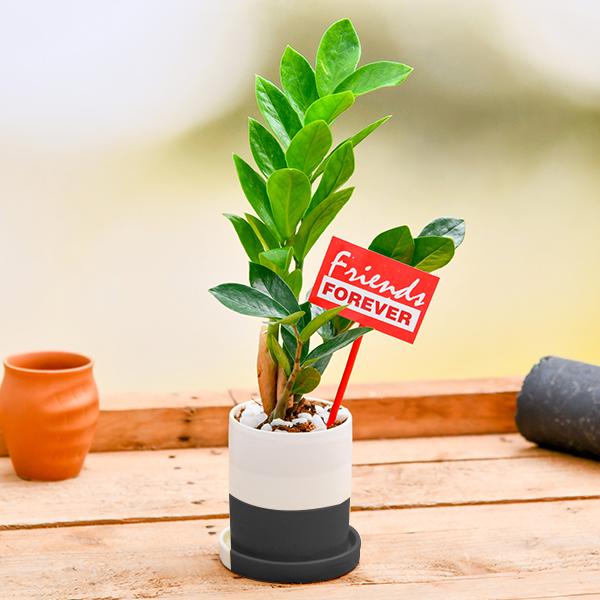 gdjke-best-zz-plant-in-ceramic-pot-for-best-friend-forever_600x600