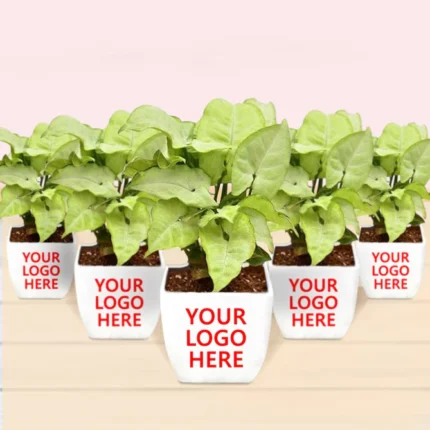 Click to expand  best house plants for desks - corporate gift (set of 30)   best house plants for desks - corporate gift (set of 30) Best House Plants for Desks - Corporate Gift (Set of 30)