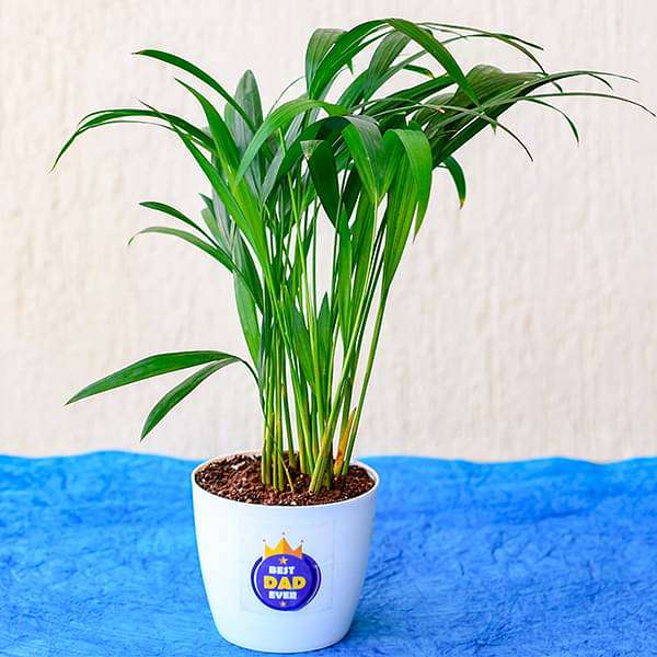 gggve-gifts-best-indoor-areca-palm-for-best-dad-ever-16968633581708_600x600