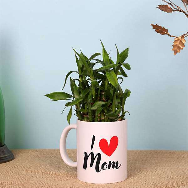 -gifts-2-layer-lucky-bamboo-in-i-love-mom-mug-16969013952652_600x600