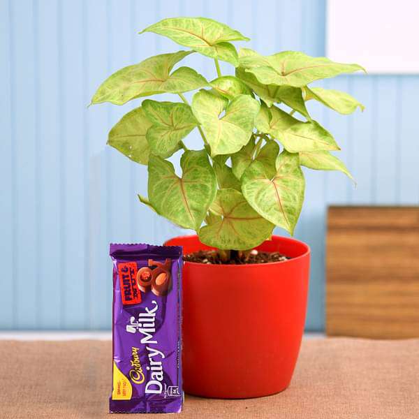 -gifts-syngonium-plant-for-chocolate-day-16969366405260_600x600