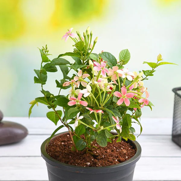 gyerylive-g-plants-madhumalti-dwarf-rangoon-creeper-plant-in-grower-round-blackpot-583024_600x600