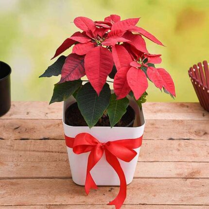 Cheerful Poinsettia, Christmas Flower in Decorative Pot