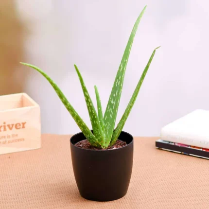 Medcinal Plants ShowBageecha Aloevera