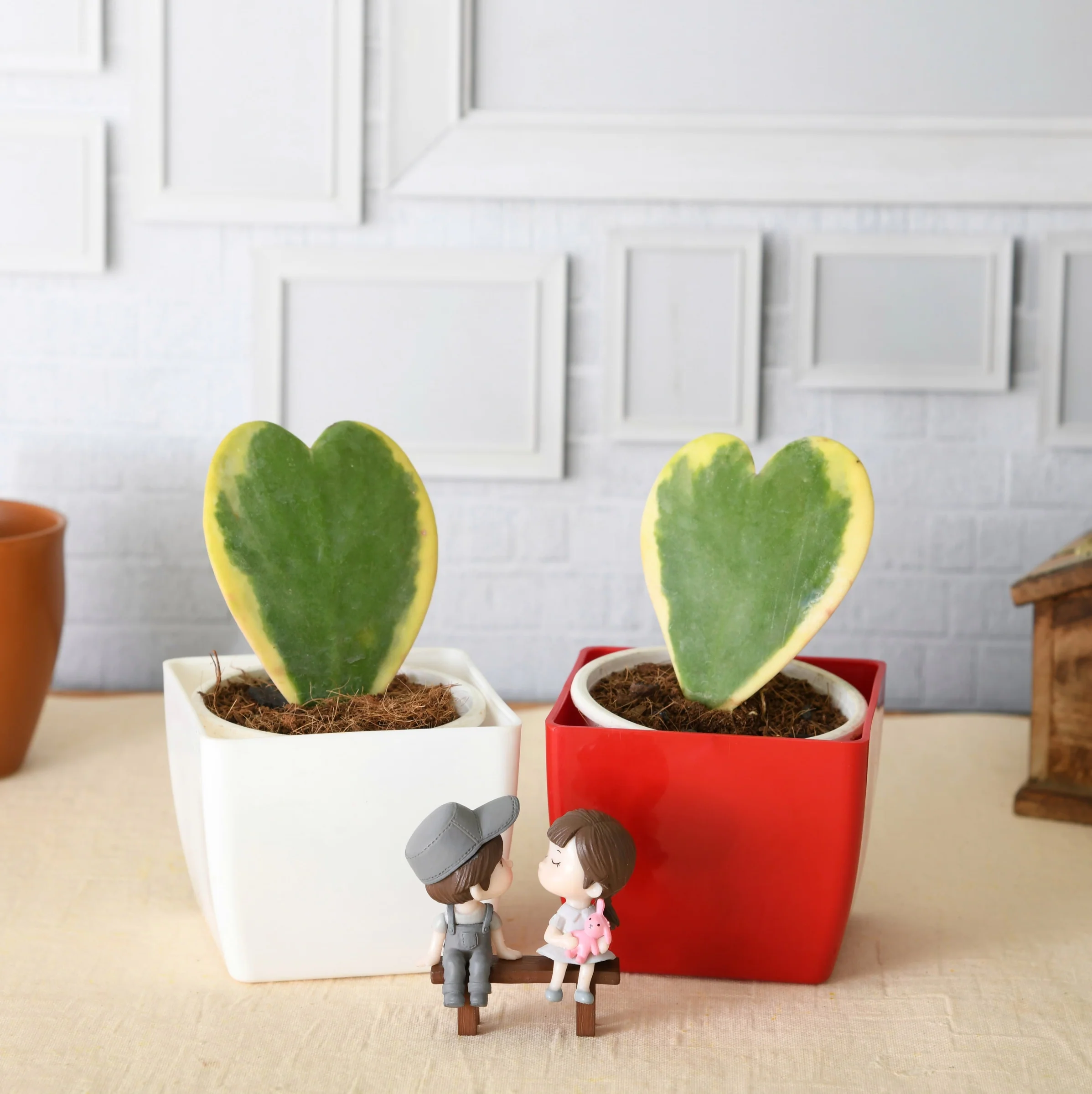 iume-sweetheart-hoya-plants-with-cute-couple-1_2395x2400