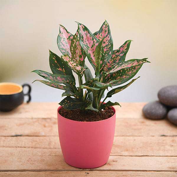 jsadive-gifts-give-love-with-amazing-aglaonema-plant-16968879833228_600x600