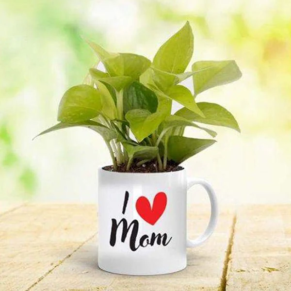 kijle-gifts-feng-shui-money-plant-in-a-mug-for-lovely-mother-259918_600x600