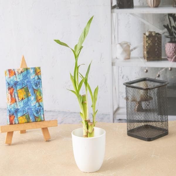 kkkkve-g-lucky-bamboo-sticks-in-a-plastic-pot-corporate-gift-set-of-30_185f0c12-323d-48b1-9930-2d08288141e8_600x600
