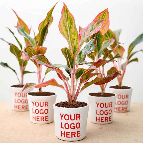 mnbvc-bulk-gifts-aglaonema-lipstick-plant-gift-pack-16968576368780_600x600