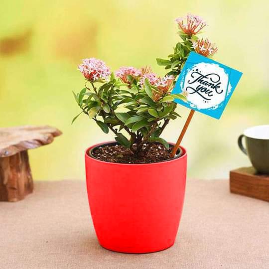n65ve-gift-plant-say-thank-you-with-pink-ixora_540x540