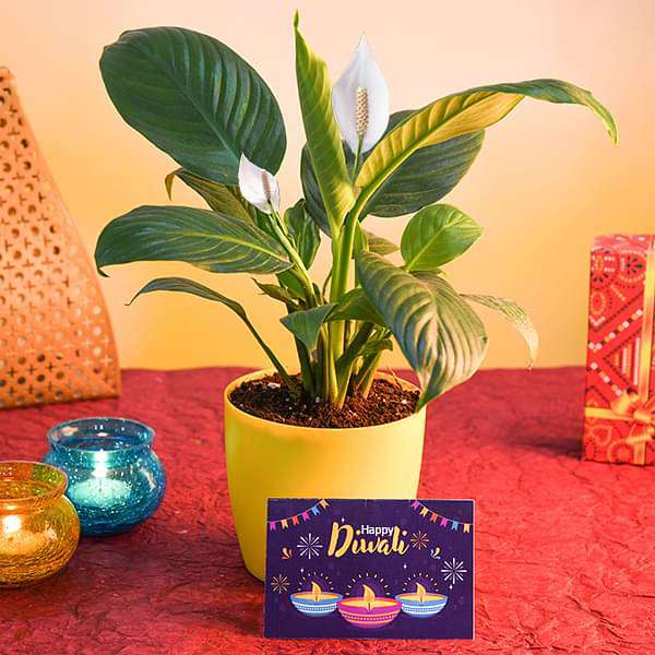 nblive-gifts-wish-happy-diwali-with-peace-lily-and-greeting-card-16969428828300_600x600