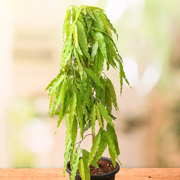 nmnmnmnmnmnm-g-ashoka-tree-pendula-ashok-plant-880337_600x600