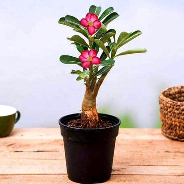 nmnmplants-adenium-plant-desert-rose-grown-through-seeds-any-color-plant_600x600