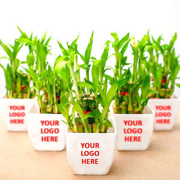 nnn-bulk-gifts-2-layer-lucky-bamboo-gift-pack-16968447852684_600x600