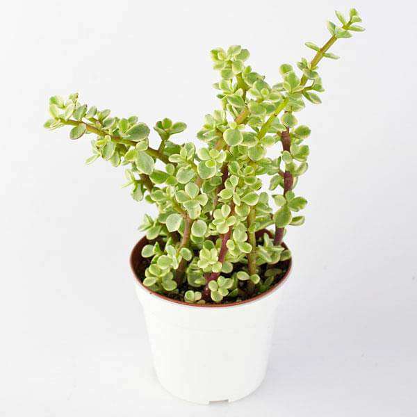 nurserylive-plants-variegated-elephant-bush-jade-plant-variegated-succulent-plant-16969413460108_600x600