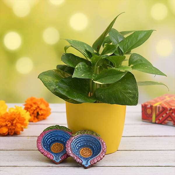 rrde-gifts-air-purifying-green-money-plant-for-clean-diwali-gift-plant_600x600