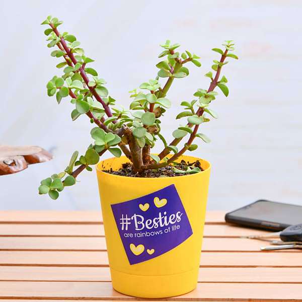 rrrelive-gifts-luck-enhancer-jade-plant-for-your-bestie-16969013166220_600x600